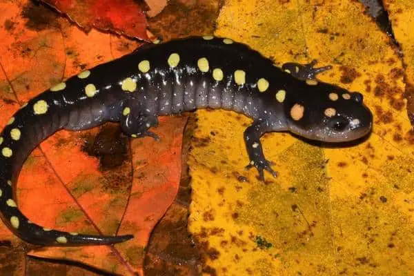 Spotted salamander on floating leaves