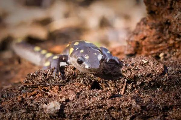 Spotted salamander on ground