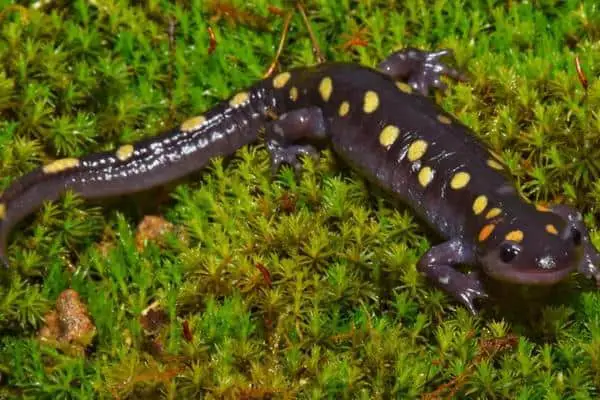 Spotted salamander staring