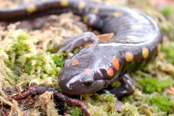 Spotted salamander with colorful spots