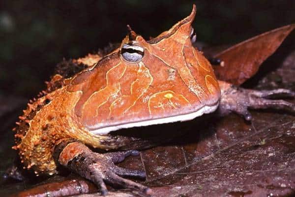 Surinam horned frog