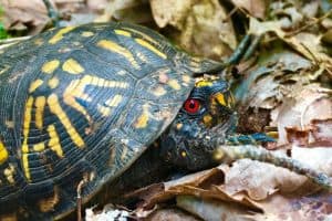 8 Turtles With Red Eyes (Interesting Facts)