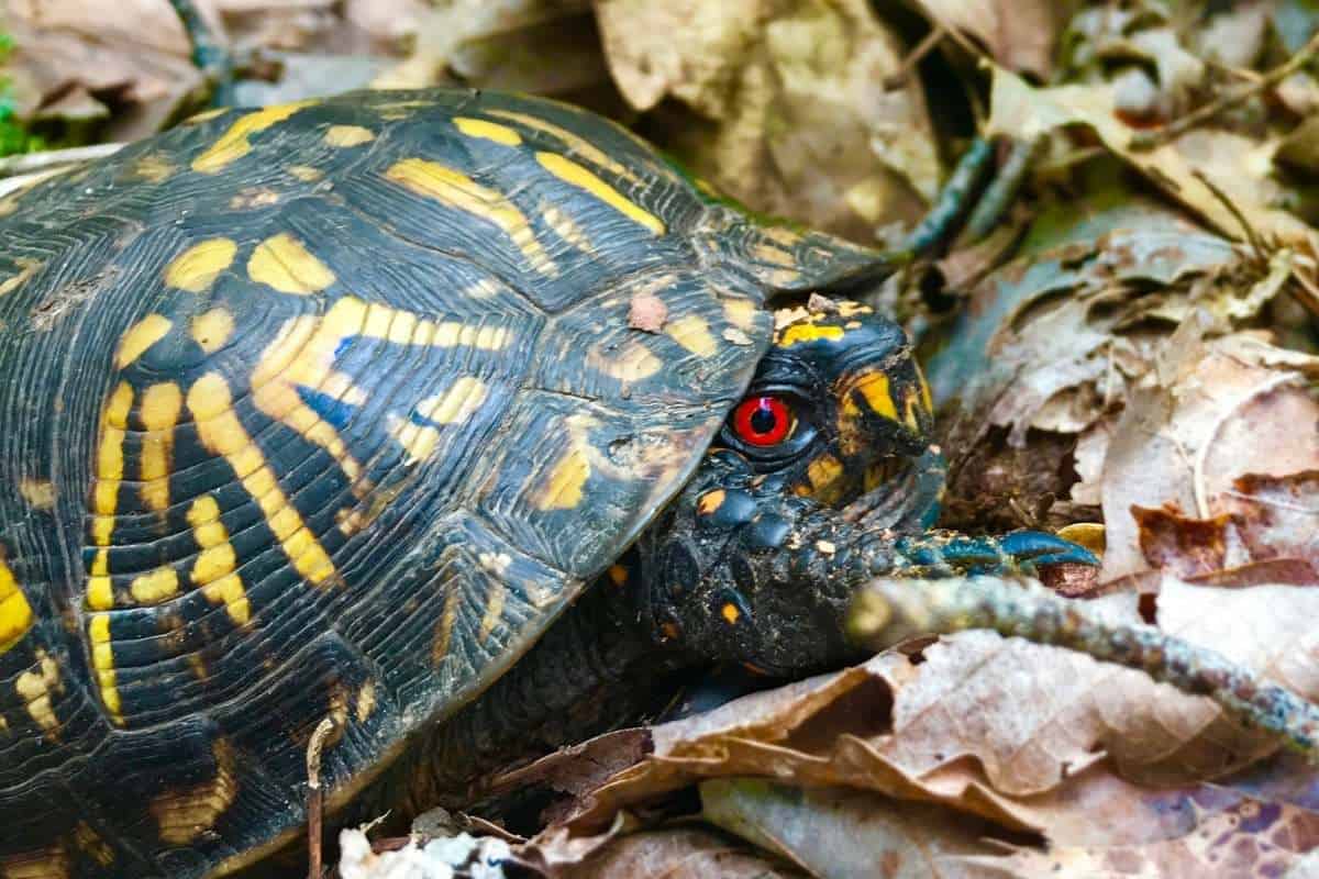 Turtle with red eyes