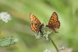 How Do Butterflies Communicate With Each Other?