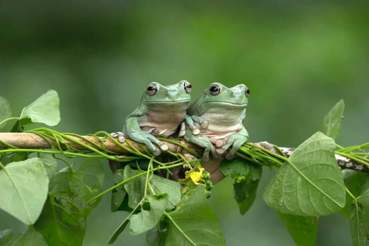 How Frogs Communicate With Each Other