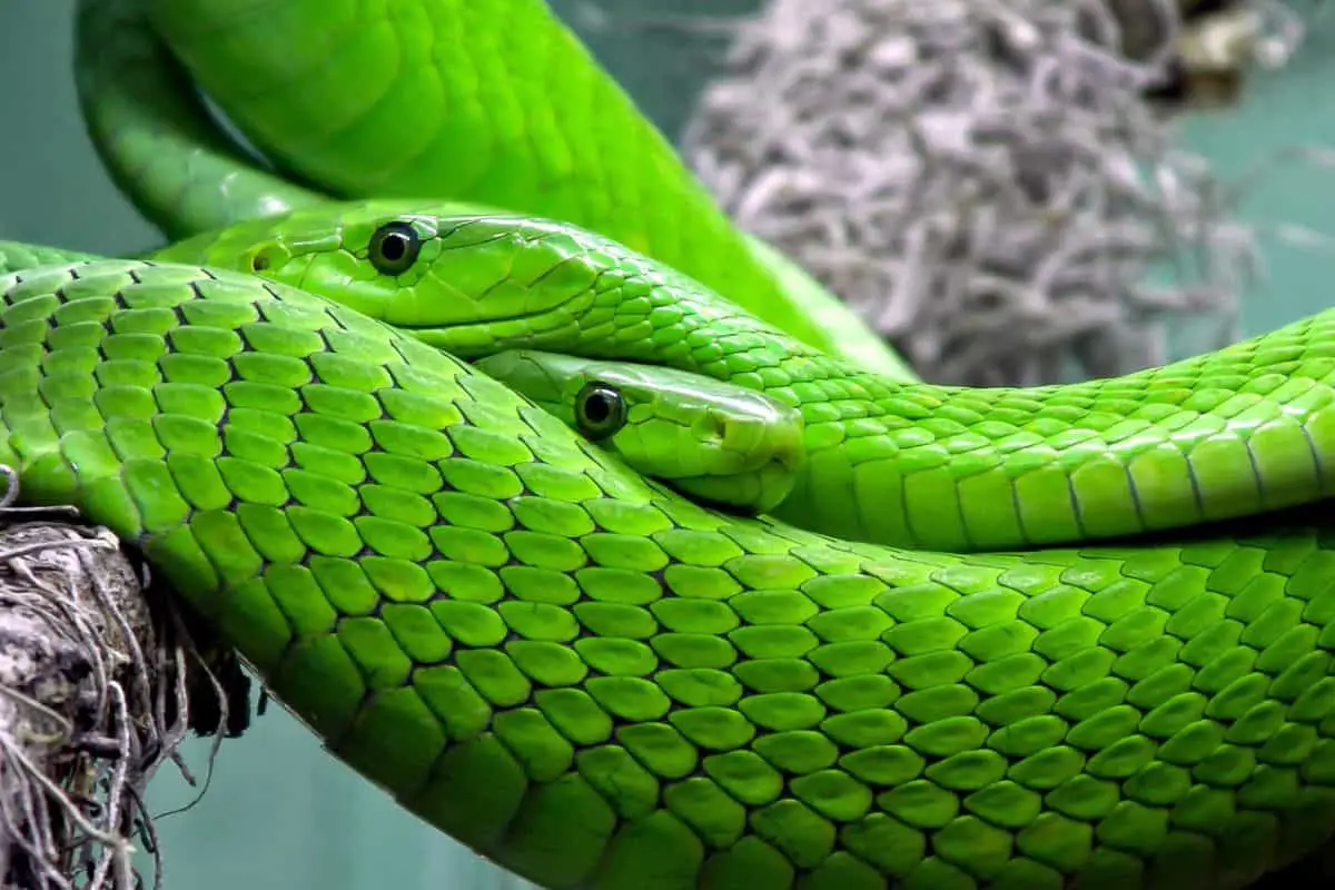 Two green snakes