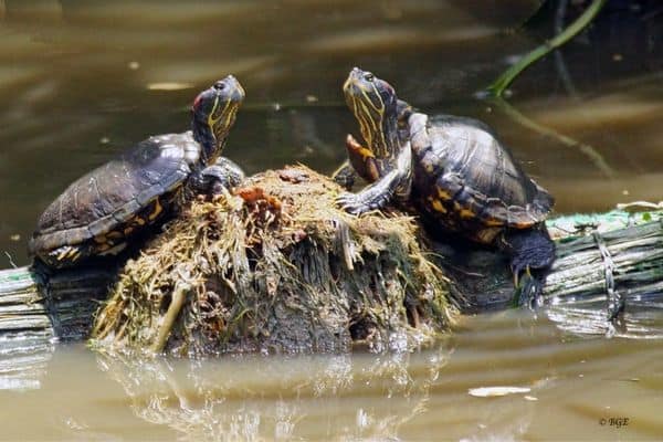 Two turtles floating