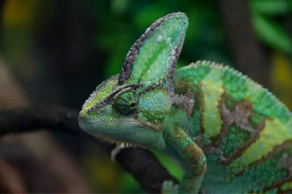 Veiled chameleon on a twig