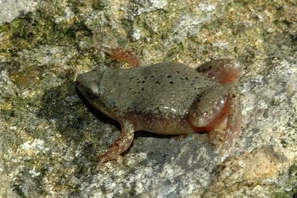 Western narrow-mouthed toad on rock