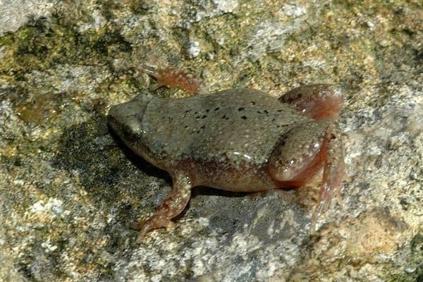 10 Frogs That Sound Like Sheep Pictures The Critter Hideout 10 Frogs That Sound Like Sheep Pictures The Critter Hideout