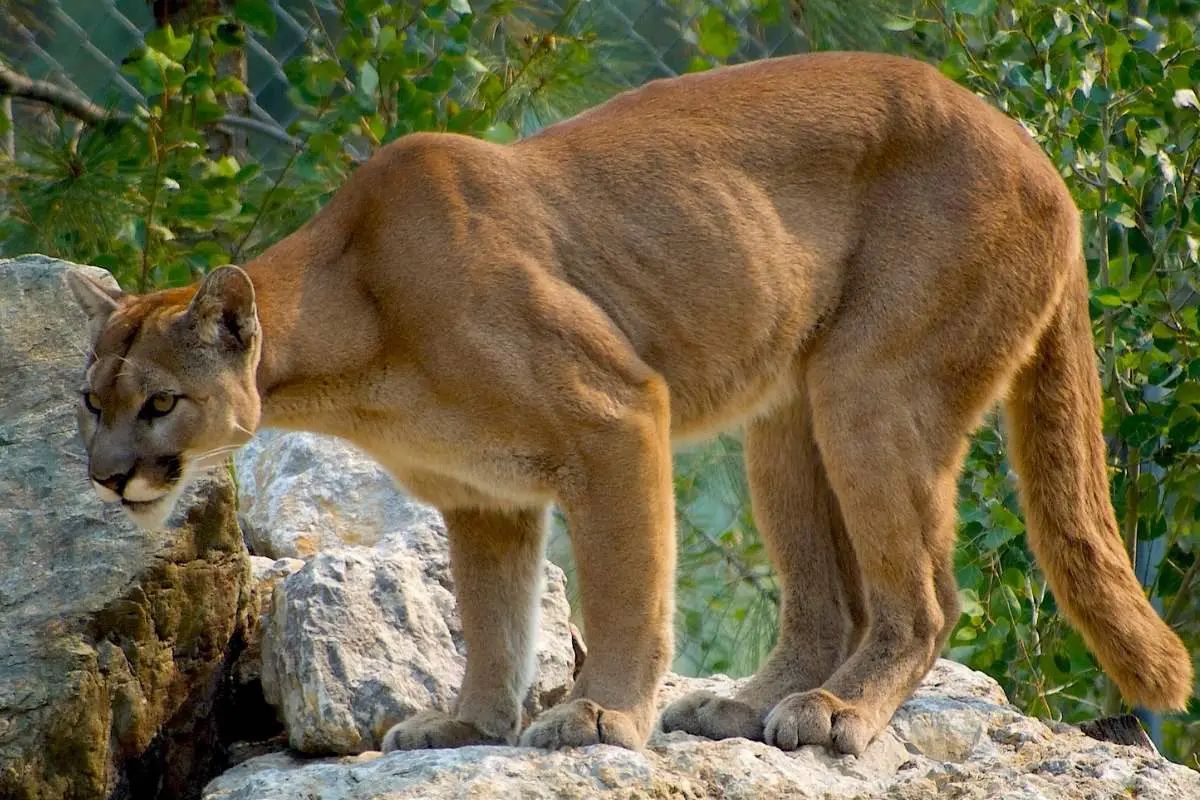 Cougar on huge rock