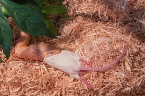 corn snake eating hoppe