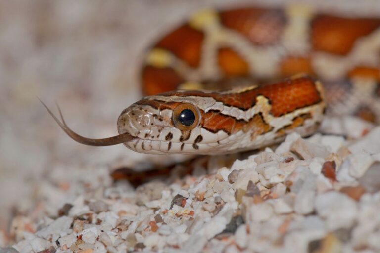 Feeding Your Corn Snake (Mouse Size Guidelines By Age) - The Critter ...