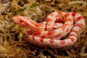 Feeding Your Corn Snake (Mouse Size Guidelines By Age) - The Critter ...