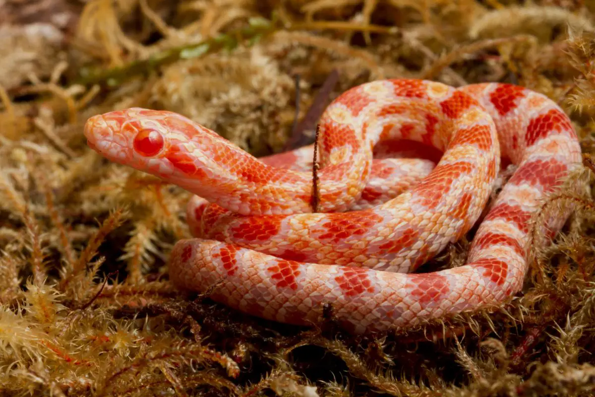 corn snake on moss