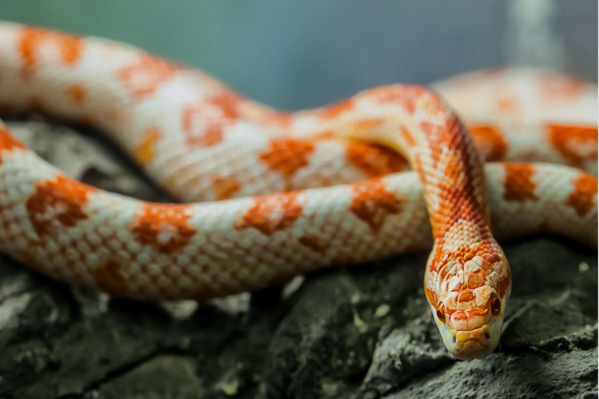 Photo inspiration: Fresh Look at Feeding Your Corn Snake Mouse Size Guidelines By Age