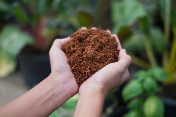 hands holding coconut fiber