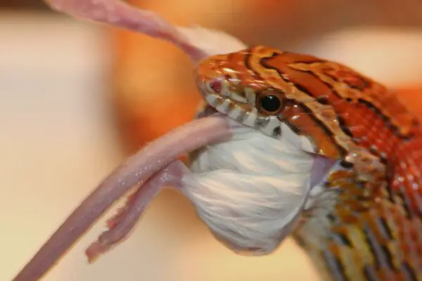 snake eating fuzzy