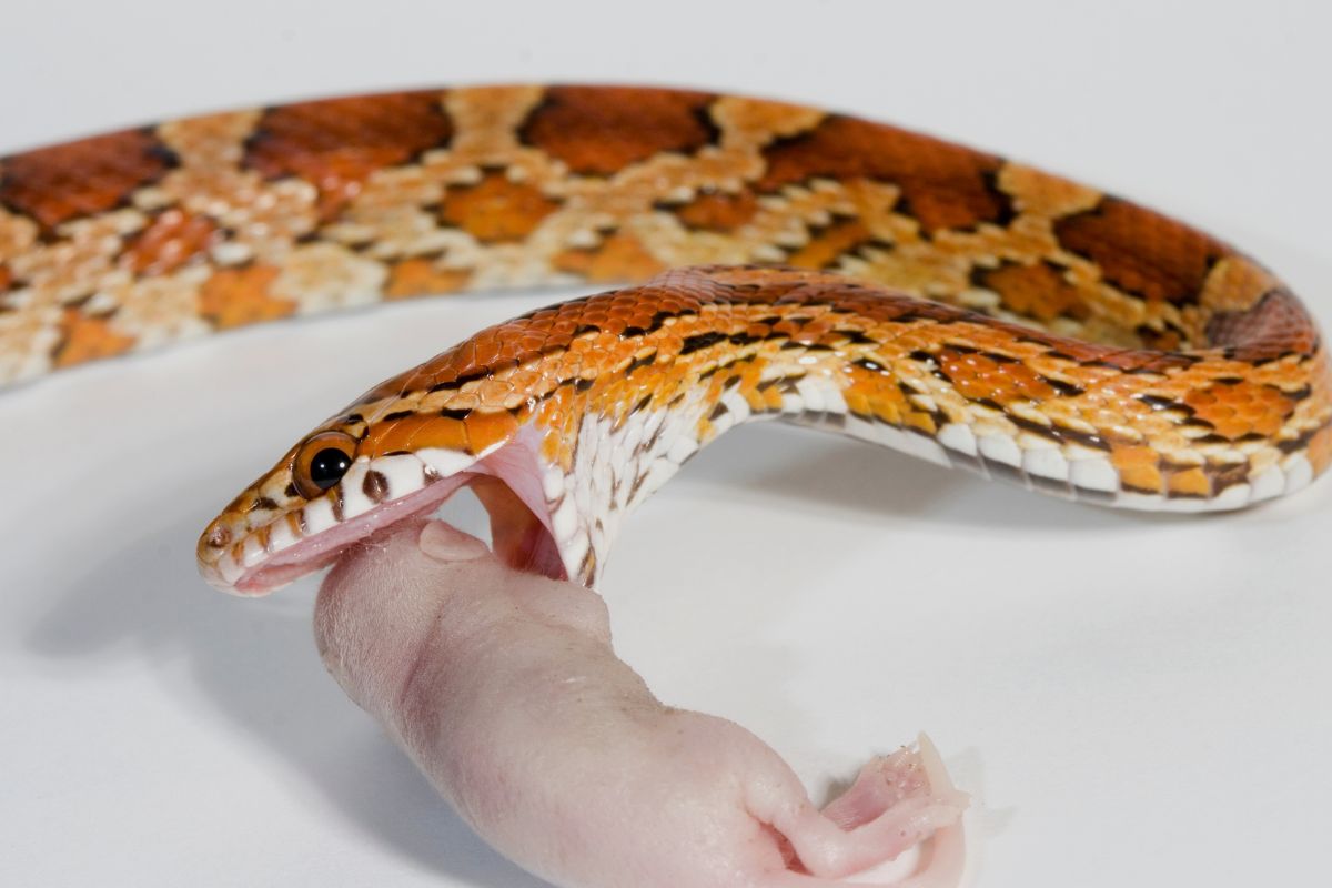 Feeding Your Corn Snake Mouse Size Guidelines By Age The Critter feeding-your-corn-snake-mouse-size-guidelines-by-age-the-critter