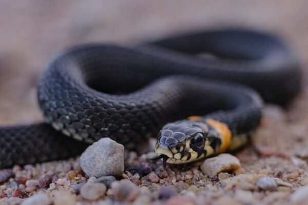 snake on gravel