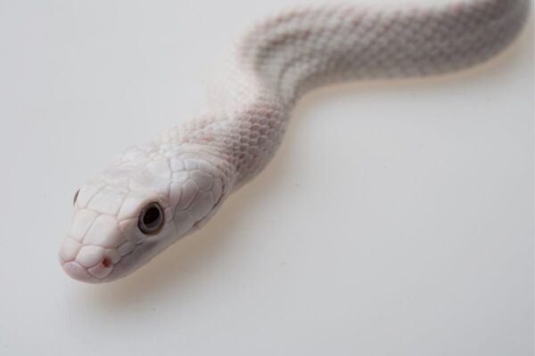 snake on tile