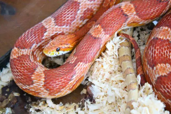 snake sitting on aspen shavings