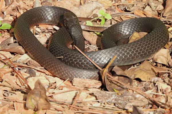 snake sitting on cypress mulch